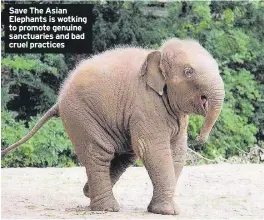  ??  ?? Save The Asian Elephants is wotking to promote genuine sanctuarie­s and bad cruel practices