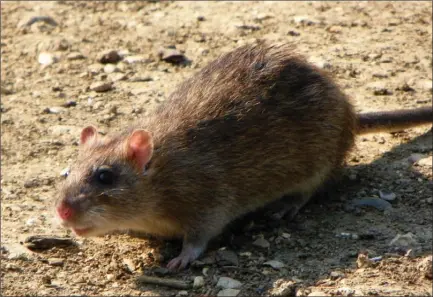  ?? File photo ?? A brown rat, or Rattus norvegicus.