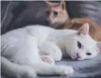  ?? Living with other cats can be stressful. ?? For more informatio­n on multi-cat homes visit: https://icatcare.org/advice/ multi-cat-households/