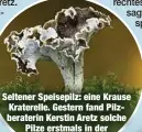  ??  ?? Seltener Speisepilz: eine Krause Kraterelle. Gestern fand Pilzberate­rin Kerstin Aretz solche Pilze erstmals in der
Dresdner Heide.