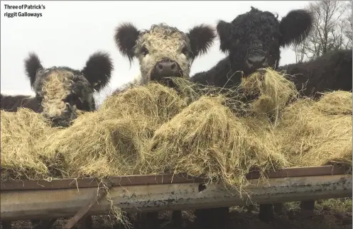  ??  ?? Three of Patrick’s riggit Galloways