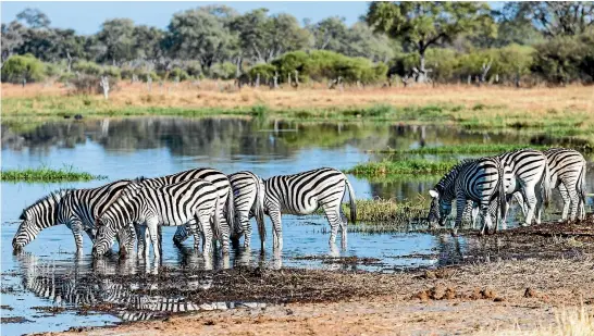  ?? 123RF ?? Zebras enjoy a drink beside the Boteti River, in Makgadikga­di Pans National Park, Botswana.