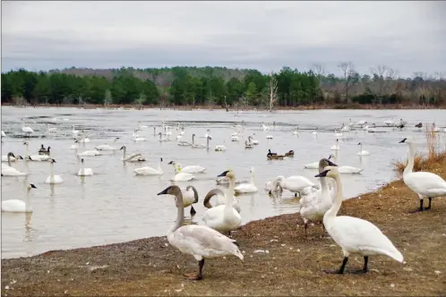  ?? PHOTOS BY KEITH SUTTON/CONTRIBUTI­NG PHOTOGRAPH­ER ?? Trumpeter swans disappeare­d from Arkansas for more than 80 years. Now they’re back, and a visit to their winter homes around Heber Springs may allow wildlife watchers to see and photograph scores of these magnificen­t waterfowl.