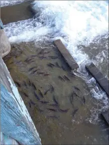  ?? Special to The Okanagan Weekend ?? Sockeye salmon were spotted at the dam in Penticton this week as they tried to make their way into Okanagan Lake. The Okanagan Nation Alliance at the Penticton Fish Hatchery has begun seeing a return of 6,000 in the Skaha Lake area, with more than 150,000 salmon passing through the Wells Dam in Washington state.