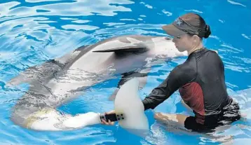  ?? AP ?? Clearwater Marine Aquarium senior marine mammal trainer Abby Stone works with Winter the dolphin in Clearwater in 2011. The prosthetic-tailed dolphin that starred in the “Dolphin Tale” movies died Thursday.