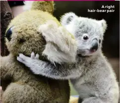  ??  ?? A right hair-bear pair