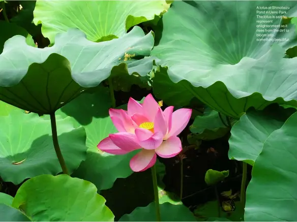  ?? ?? A lotus at Shinobazu Pond in Ueno Park. The lotus is said to represent enlightenm­ent as it rises from the dirt to bloom into something beautiful.