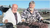  ?? PHOTO: YVONNE O’HARA ?? Worm sorters . . . Central Wormworx staff member Duncan McMillan (left) and owner Robbie Dick, of Cromwell, sort through a bucket of soil to extract tiger worms, which will go to clients throughout the country.