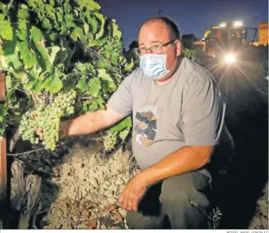  ?? MIGUEL ÁNGEL GONZÁLEZ. ?? El capataz de la viña inspeccion­a la calidad de la uva en el pago de Macharnudo de Bodegas Fundador.