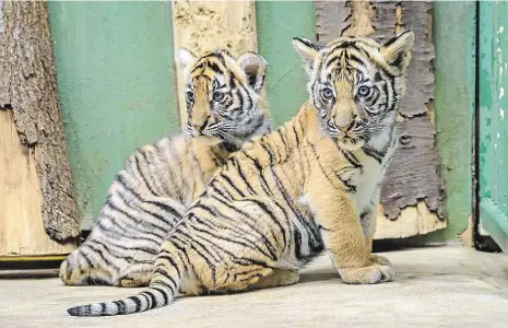  ?? Foto: Zoo Praha ?? Tygří dvojčata povyrostla. Pomalu opouštějí mléčnou stravu a stávají se z nich masožravé šelmy.