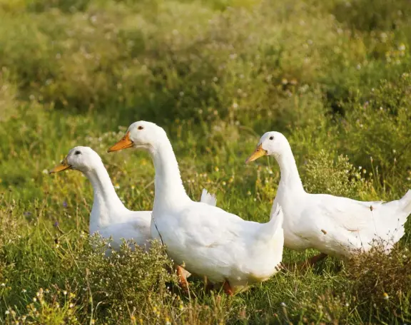  ??  ?? Give your ducks enough room to roam. Crowded environmen­ts can foster disease.