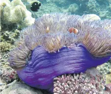  ??  ?? “Going to the Great Barrier Reef was amazing ... because it’s one of the seven wonders of the natural world,” Tessa Bowman writes.