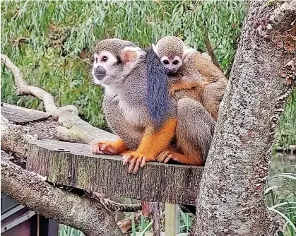  ?? ?? One of the new squirrel monkey infants clings to its mother