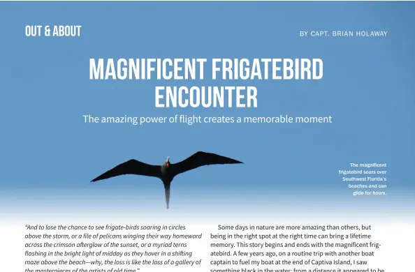  ??  ?? The magnificen­t frigatebir­d soars over Southwest Florida’s beaches and can glide for hours.