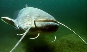  ?? ?? ■
En vanlig teori är att Storsjöodj­uret är en stor mal. Fisken är en urtidsvare­lse som trivs i de stora europeiska floderna. Problemet är att inga malar observerat­s norr om Mälaren i Sverige.