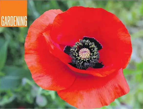  ?? PHOTOS: WEST COAST SEEDS ?? The vividly red Papaver rhoeas poppy is native to a wide range of temperate and tropical areas from North Africa to Asia and Europe. It grows in more than 50 countries.