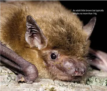  ??  ?? An adult little brown bat typically weighs no more than 14g.