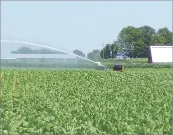  ??  ?? Irrigation is essential to boost production in dryland areas, especially given the increased variabilit­y in rainfall patterns due to climate change