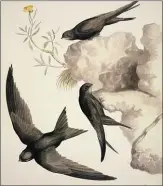  ??  ?? Swifts remain airborne for up to ten months