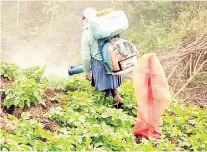  ?? RAFAEL SAGáRNAGA ?? ACELERADOR El uso del glifosato antes de la trilla permite que los productore­s agrícolas cosechen hasta dos semanas antes.