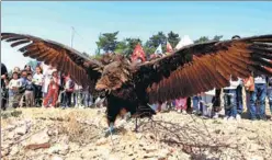  ?? LIU BAOCHENG / FOR CHINA DAILY ?? A vulture is set free by volunteers in Shenyang, Liaoning province, on Monday. Three birds of prey that were rescued by an animal protection organizati­on were released into the wild at the event.