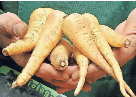  ?? FOTO: JENS SCHIERENBE­CK/DPA ?? Pastinaken werden im Herbst und Winter geerntet und sind vielfältig in der Küche einsetzbar.