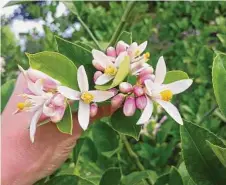  ?? ?? The fragrance of a Meyer lemon blossom alone is a good reason to plant at citrus tree.