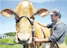  ?? MARYANNE FIRTH/POSTMEDIA NETWORK FILE PHOTO ?? Mysterious, a 1,500-pound Guernsey cow from Comfort Farms in St. Anns, has her neck hair sheared by Nathen High. The agricultur­al fair has been cancelled for this year.