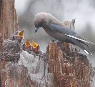  ?? Picture: PICASA ?? BIRD LIFE: Dusky woodswallo­w at nest.