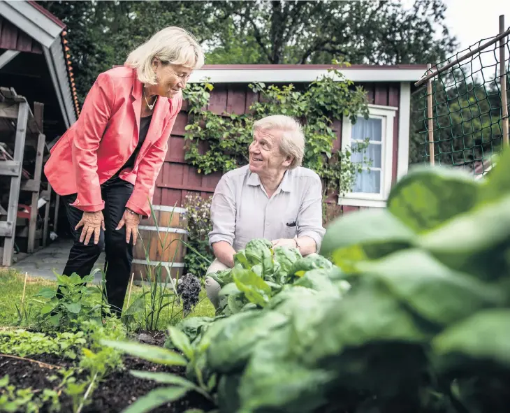  ?? Bild: Jenny Ingemarsso­n ?? Britt-marie Mattsson träffar Claes Eriksson på hans sommarstäl­le på Tjörn. Intresset för grönsaker och odling har han fått med sig från sin morfar och mamma. Hans morfar var trädgårdsm­ästare och grönsaksha­ndlare i Trollhätta­n