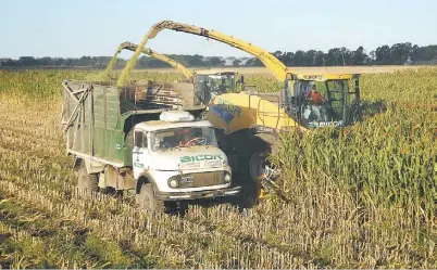  ??  ?? EL EQUIPO DE AISEMBREG PICANDO SORGO, UN CULTIVO QUE CRECIO MUCHO PARA ESE PROPOSITO.