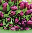  ?? Foto: Franziska Gabbert, dpa ?? Tulpen werden auch in Deutschlan­d im mer beliebter.