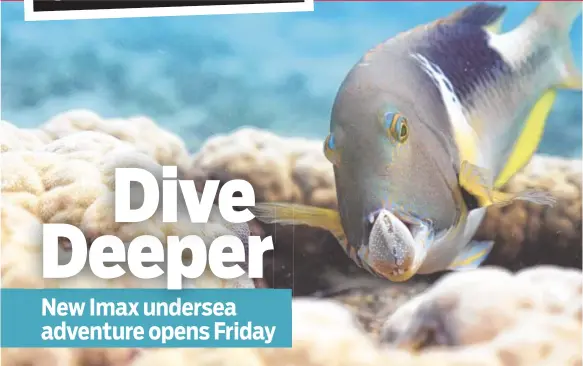  ?? BBC EARTH I MAGES ?? An orange-dotted tuskfish holds a clam in its jaws on the Great Barrier Reef near Australia.