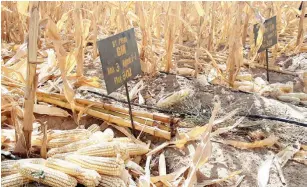  ?? ?? Tela maize havest during field trials