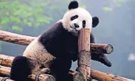  ??  ?? Hauptattra­ktion sind die Pandabären. Eine der größten Zuchtstati­onen des Landes kann man in Chengdu besuchen.