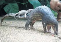  ?? Picture / AP ?? Pangolins are the most trafficked animals in the world.