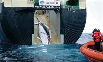  ?? XINHUA ?? Japanese whaler killed two whales and dragged them into the ship. The photo was released by Australia in February 2008.