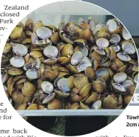  ?? ?? Tūwharetoa Māori Trust Board chief executive Rakeipoho Taiaroa. Inset left: Invasive freshwater gold clams grow to around 2cm across and are extremely difficult to remove from water bodies.
