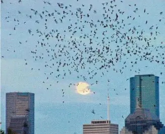  ?? Diane Humes/Texas Parks and Wildlife ?? Thousands of Mexican free-tailed bats fill the night sky over Buffalo Bayou in Houston. The bat colony is located at the Waugh Street Bridge over the bayou.