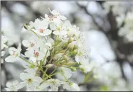  ?? Daniel Bereznicki/Westside Eagle Observer ?? Nothing says “Spring is here” like nature coming alive. This honeybee enjoys buzzing around the flowers of the Bradford flowering pear tree. This tree is located in Gravette near the four-way intersecti­on, across from Harps.