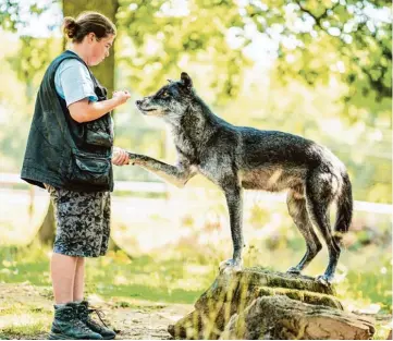  ??  ?? Die Tiere am Wolfsforsc­hungszentr­um in Ernstbrunn vertrauen den Trainern und den Wissenscha­ftlern. Wolf Wamblee übt mit Marianne Heberlein (großes Bild), Wolf Nanuk und Trainerin Rita Takács begrüßen einander (Bild rechts oben). Bei einem Experiment...