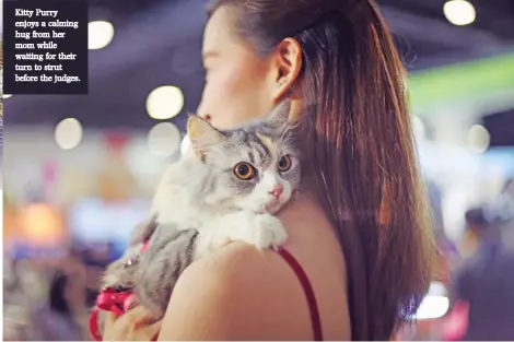  ??  ?? Kitty Purry enjoys a calming hug from her mom while waiting for their turn to strut before the judges.