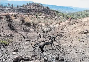 ?? EDU BAYER NYT ?? A scorched hillside that burned in a June 2019 wildfire remains dry near La Torre de l'Espanyol, Spain on Aug. 23, 2019. In a hotter and drier climate like in the Mediterran­ean region, forests can die slowly from drought or they can go up in flames almost instantly.