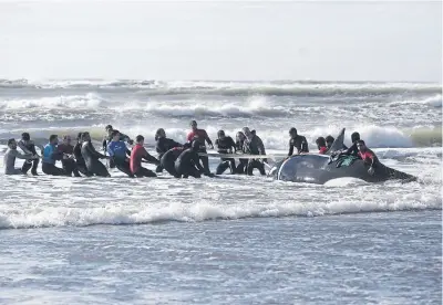  ?? Mauro V. rizzi ?? Una cadena humana de voluntario­s ayudó a liberar a la orca en Mar del Plata