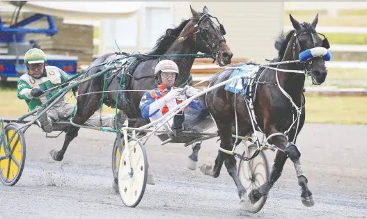  ?? GAVIN YOUNG/ FILES ?? Major Custard, here driven by J. Brandon Campbell at Century Downs in Calgary back in August, won 17 consecutiv­e races earlier this season and is now up for sale.