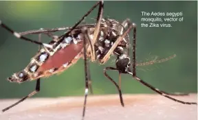  ??  ?? The Aedes aegypti mosquito, vector of the Zika virus.