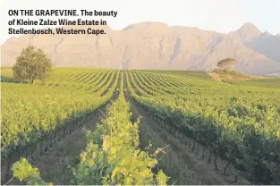  ??  ?? ON THE GRAPEVINE. The beauty of Kleine Zalze Wine Estate in Stellenbos­ch, Western Cape.
