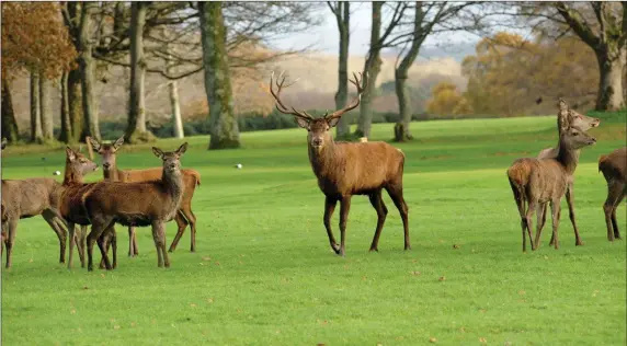  ??  ?? Stag and his family take a stroll around Killarney National Park. Photo by Michelle Cooper Galvin.