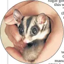  ??  ?? Sugar gliders are exotic pets