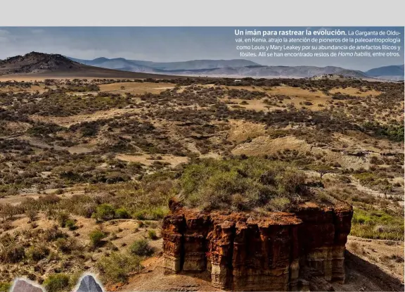  ??  ?? Un imán para rastrear la evolución. La Garganta de Olduvai, en Kenia, atrajo la atención de pioneros de la paleoantro­pología como Louis y Mary Leakey por su abundancia de artefactos líticos y fósiles. Allí se han encontrado restos de Homohabili­s, entre...